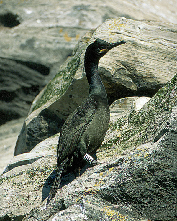 Phalacrocorax aristotelis